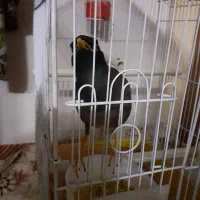 مینا رام سخنگو ۱۰ کلمه