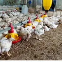 مرغ گوشتی 300 عدد موجود میباشد به شدتت ارگانیک