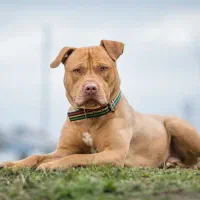 واگذاری کشش