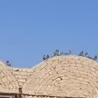 فروش کبوتر مسافتی|پرنده|ساوه, |دیوار