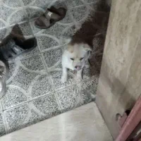 گم شده|سگ|دهبکری, |دیوار