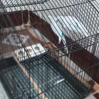 مرغ عشق|پرنده|بوئین زهرا, |دیوار