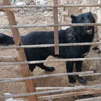 سگ ماده|سگ|برخوار, |دیوار