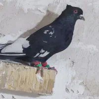 بهبونی دم سفید کله|پرنده|مرودشت, کناره|دیوار