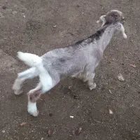 بز و بیگ|حیوانات مزرعه|مسجد سلیمان, |دیوار