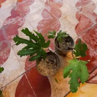 نهال انجیر|گل و گیاه طبیعی|کازرون, |دیوار