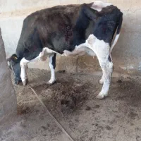 گاو ماده خارجی|حیوانات مزرعه|هیرمند, |دیوار