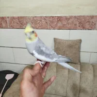 عروس هلندی سخنگو نر دستی