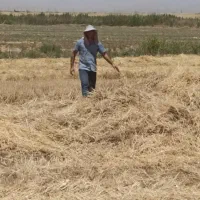 فروش کاه کشاورزی