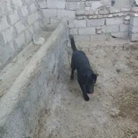 توله سگ|سگ|اردبیل, |دیوار