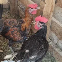 خروس گلین