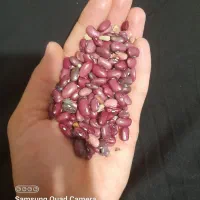 لوبیا قرمز خوش پز فقط تا فردا فروش داریم