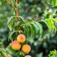 فروش نهال هلو با ضمانت اصالت نهال