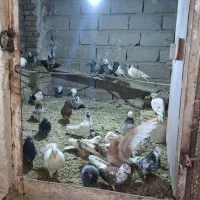 کبوتر