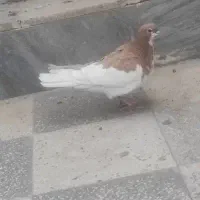 کبوتر رنگی چپ زرد