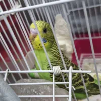 مرغ عشق مولد|پرنده|تهران, شمشیری|دیوار