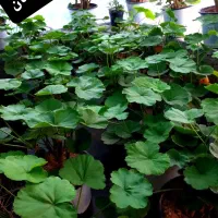 فروش گل از ۴۰ تومان تا ۱۵۰ تومان|گل و گیاه طبیعی|شاهرود, |دیوار