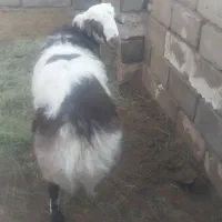 بره قوچ|حیوانات مزرعه|شامکان, |دیوار