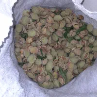 بادام پوست کاغذی|خوردنی و آشامیدنی|اصفهان, تیران|دیوار