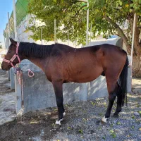 فروش اسب ایرانی