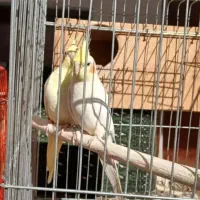 فروش یکجا عروس ومرغ عشق|پرنده|تهران, خرمشهر|دیوار