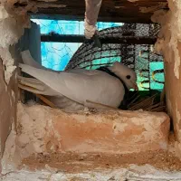 طوقی هفت رنگ|پرنده|طبس, |دیوار