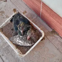 کبوتر|پرنده|کاشمر, |دیوار