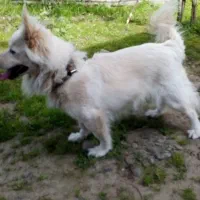 سگ پاکوتاه حرف گوش کن