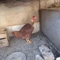 مرغ محلی گردن غاز جوان|حیوانات مزرعه|کرمان, |دیوار