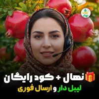 فروش نهال انار ژله ای با بادرهی از سال اول کاشت