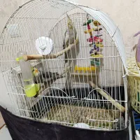 طوطی عروس هلندی سخنگو|پرنده|اردبیل, |دیوار