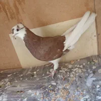 6 کفتر زیبا|پرنده|برخوار, |دیوار