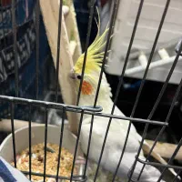 یک جفت عروس هلندی