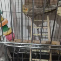 عروس هلندی و طوطی برزیلی|پرنده|همدان, |دیوار