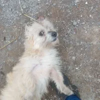 سگ گمشده|سگ|آستارا, |دیوار