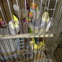 ۴عدد عروس هلندی سن پایین سالم