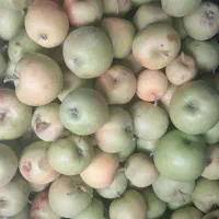 سیب درختی