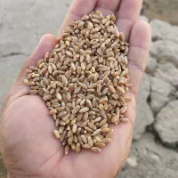 بذر گندم  آمریکایی تناژ بالای 13تن|عمده‌فروشی|اشنویه, |دیوار