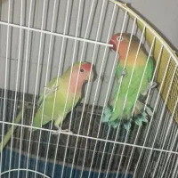 طوطی|پرنده|بم, |دیوار