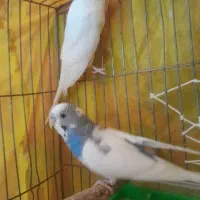 مرغ عشق جفت|پرنده|سبزوار, هفت تیر|دیوار