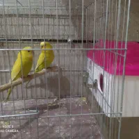 مرغ عشق مولد