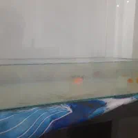 اکواریم با ماهی