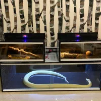 تراریوم خزنده