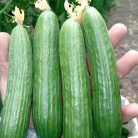 خیار ب قیمت مزرعه،شویدخشک وسبزی قرمه خوردشده