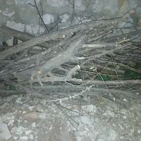 فروش چوب درخت میوه|گل و گیاه طبیعی|هرسین, |دیوار