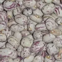 لوبیا چیتی|خوردنی و آشامیدنی|اقلید, |دیوار