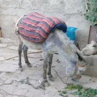 الاغ جوان