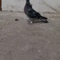 ترکیه|پرنده|چهاربرج, |دیوار