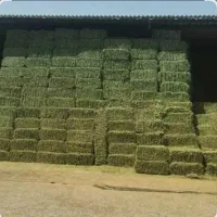 پرس یونجه چین دوم