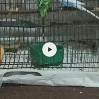 مرغ عشق نروماده